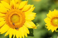 Sunflowers 2021 (6)