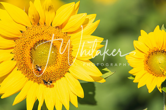 Sunflowers 2021 (6)
