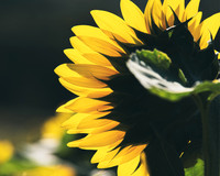 Sunflowers 2021 (10)