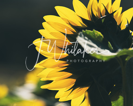 Sunflowers 2021 (10)