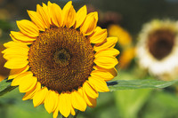 Sunflowers 2021 (24)