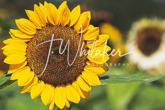 Sunflowers 2021 (24)