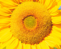 Sunflowers 2021 (18)