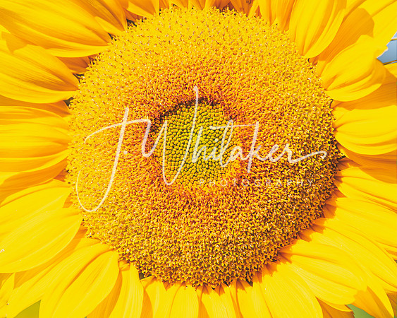 Sunflowers 2021 (18)