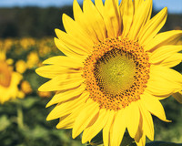 Sunflowers 2021 (25)