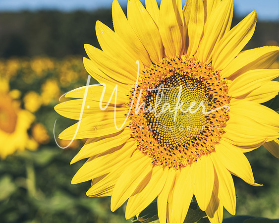 Sunflowers 2021 (25)
