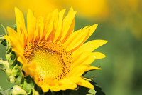 Sunflowers 2021 (4)