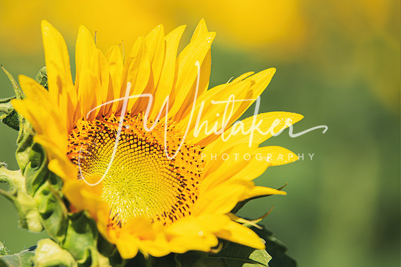 Sunflowers 2021 (4)