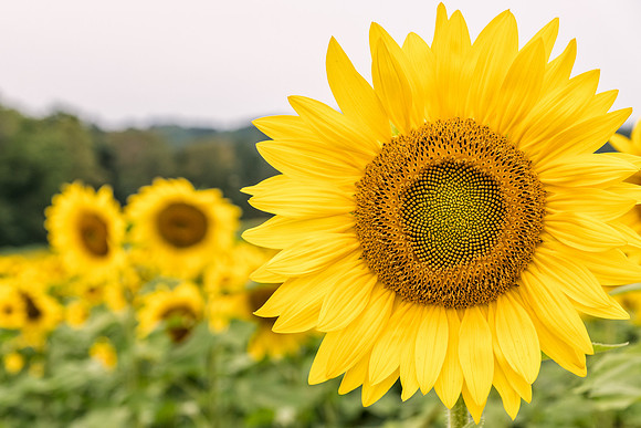 Sunflower