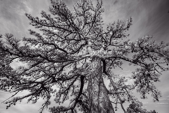 Pine Tree