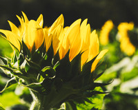 Sunflowers 2021 (30)