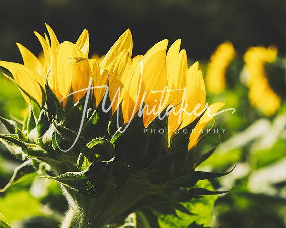 Sunflowers 2021 (30)