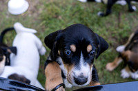 Luna's Puppies