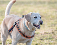 Yellow Lab
