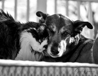 Phoenix and Sophie