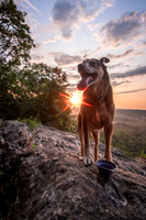 Sunrise Hiking Dog