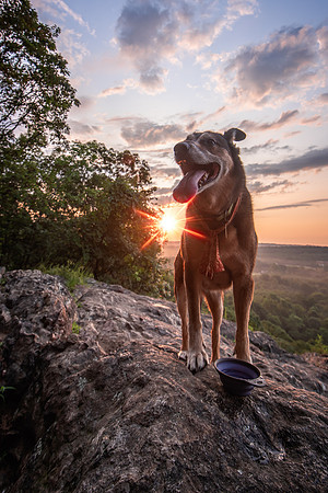 Sunrise Hiking Dog