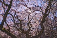 DSC_2637-Edit