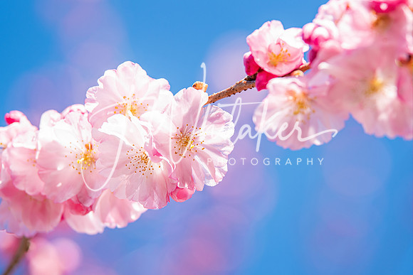 Cherryblossom2022 (3)
