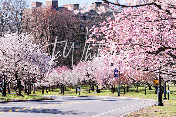 Cherryblossom2022 (4)