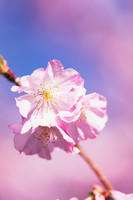 Cherryblossom2022 (2)