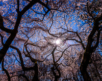 Cherryblossom2022 (1)