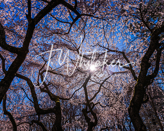 Cherryblossom2022 (1)