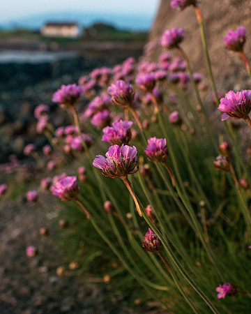 Pink Dawn