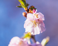 DSC_4437-Edit