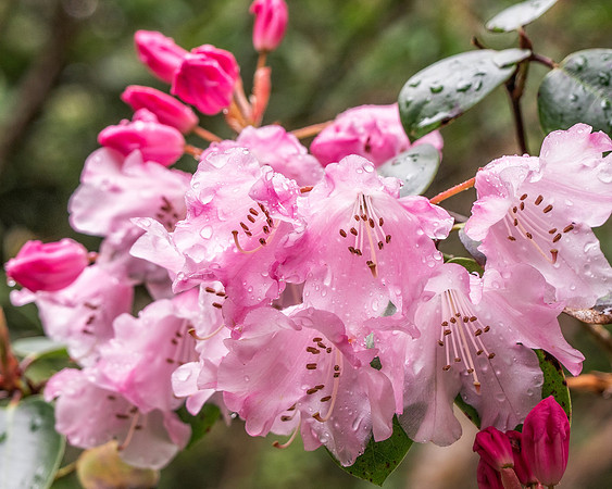 Blossoms