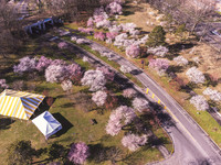 Cherry Blossoms 2022