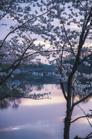 BranchBrook (6)